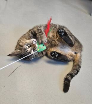 Domestic Short Hair Cats Available for Adoption in Barron, Wisconsin - Nani | PetCurious