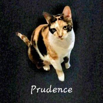 American Shorthair Cats Available for Adoption in Houston, Texas - Prudence #striking-calico | PetCurious
