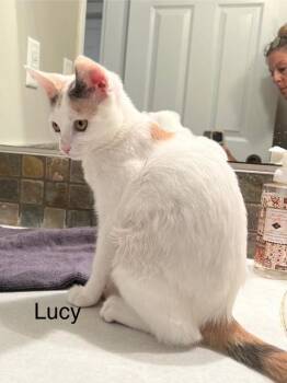 Rescue Domestic Short Hair Cats for Adoption in Burnaby, British Columbia - Lucy 2 | PetCurious