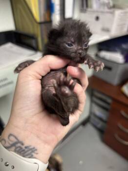 Koa -  Domestic Short Hair Cat for Adoption in Diamond Springs, California - Koa | PetCurious