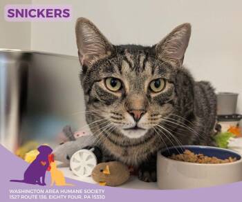 Rescue Domestic Short Hair Cats for Adoption in Eighty Four, Pennsylvania - Snickers | PetCurious