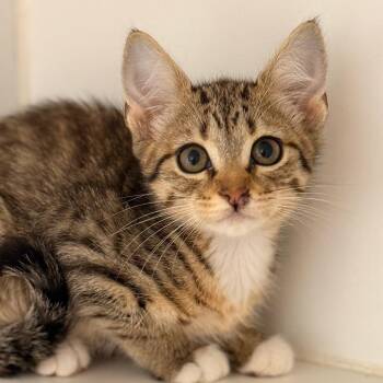 Soleil -  Domestic Short Hair Cat for Adoption in Cumming, Georgia - Soleil | PetCurious