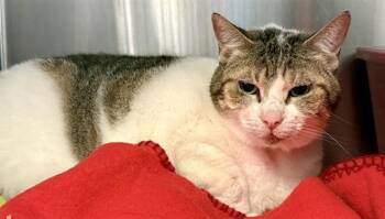 RHONDA -  Domestic Short Hair Cat for Adoption in Sarasota, Florida - RHONDA | PetCurious