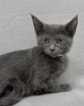 Domestic Medium Hair Cats Available for Adoption in Minneapolis, Minnesota - Aaron | PetCurious