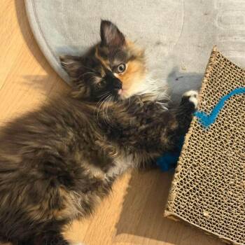 Valentina -  Domestic Long Hair Cat for Adoption in Jarrettsville, Maryland - Valentina | PetCurious