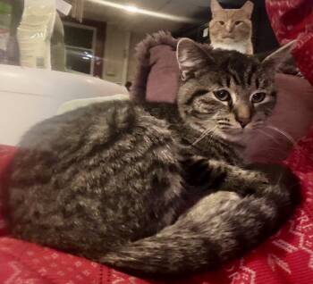 Rescue Domestic Short Hair Cats for Adoption in Seven Valleys, Pennsylvania - Galigula | PetCurious