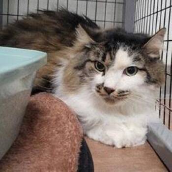 Tabby Cats Available for Adoption - Tomfoolery | PetCurious