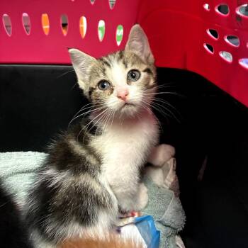 Marie -  Domestic Short Hair Cat for Adoption in Los Angeles, California - Marie | PetCurious