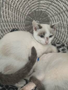 Larry -  Domestic Short Hair Cat for Adoption in Athens, Tennessee - Larry | PetCurious