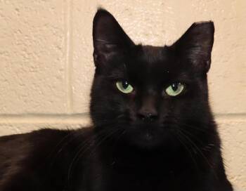 Domestic Short Hair Cats Available for Adoption - Jade | PetCurious