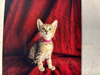 CANNELLINI BEAN -  Domestic Short Hair Cat for Adoption in Grand Prairie, Texas - CANNELLINI BEAN | PetCurious