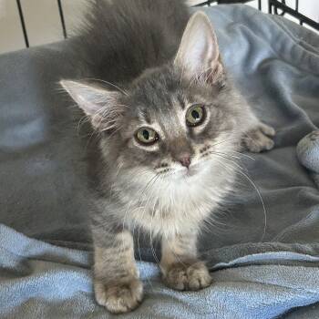 Liza -  Domestic Medium Hair Cat for Adoption in Lampasas, Texas - Liza | PetCurious