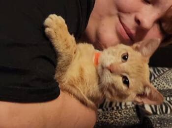 Domestic Short Hair Cats Available for Adoption - Mercury  | PetCurious