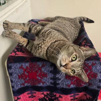 Domestic Short Hair Cats Available for Adoption in Denver, Colorado - Mrs. Whiskers | PetCurious