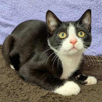 Ryder (Pre-Adoption) -  Domestic Short Hair Cat for Adoption in Chilliwack, British Columbia - Ryder (Pre-Adoption) | PetCurious