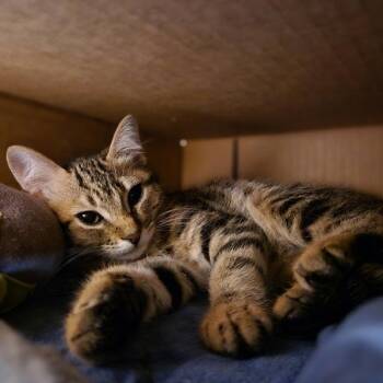 Lemon -  Domestic Short Hair Cat for Adoption in Oakland, California - Lemon | PetCurious