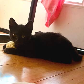 Taz (COH-A-68656) -  American Shorthair Cat for Adoption in Volcano, Hawaii - Taz (COH-A-68656) | PetCurious