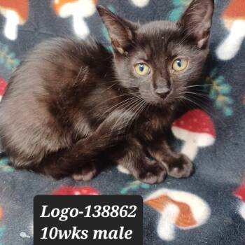 Rescue Domestic Short Hair Cats for Adoption in New Tazewell, Tennessee - Logo | PetCurious