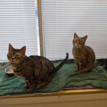Spice -  Domestic Short Hair and Mixed Breed Cat for Adoption in Philadelphia, Pennsylvania - Spice | PetCurious