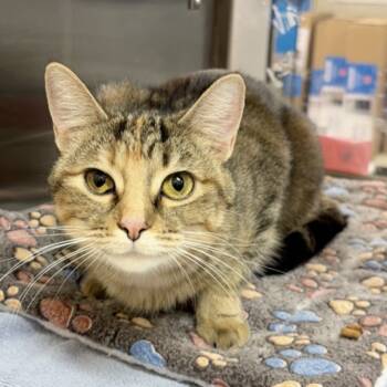 Rescue American Shorthair Cats for Adoption in Hemet, California - Soleil | PetCurious