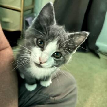Domestic Medium Hair Cats Available for Adoption in Fairfax, Virginia - Sonny | PetCurious