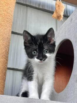 Grinagog -  Domestic Short Hair Cat for Adoption in Emerald Isle, North Carolina - Grinagog | PetCurious