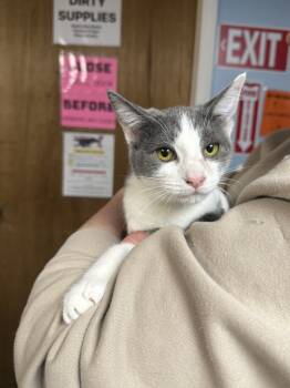 Rescue Domestic Short Hair Cats for Adoption in West Mifflin, Pennsylvania - O-Ren Ishii | PetCurious