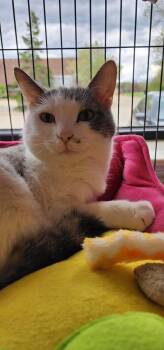 Domestic Short Hair Cats Available for Adoption - Charlie | PetCurious