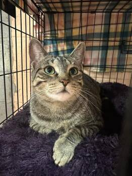 Domestic Short Hair Cats Available for Adoption in Olean, New York - Purrscilla | PetCurious