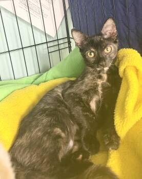Domestic Short Hair Cats Available for Adoption in Hudson, New York - Marmite | PetCurious