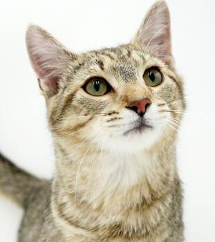 Tabby and Bengal Cats Available for Adoption in Bedford Hills, New York - Fox Is FANTASTIC - Super Cutie And Super Gorgeous - Loves His Si | PetCurious