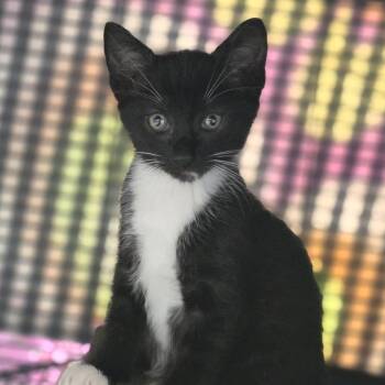 Eddie -  Domestic Short Hair Cat for Adoption in Marshall, Virginia - Eddie | PetCurious