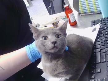 SYLVIE -  Domestic Short Hair Cat for Adoption in Charlotte, North Carolina - SYLVIE | PetCurious