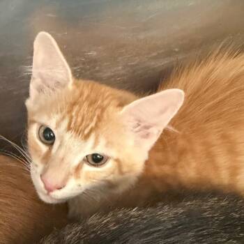 Rescue Domestic Short Hair Cats for Adoption in Port Charlotte, Florida - Fred | PetCurious