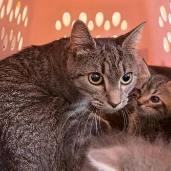 Mother Ginger -  Domestic Short Hair Cat for Adoption in Austin, Texas - Mother Ginger | PetCurious