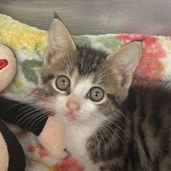 Gamora -  Domestic Short Hair Cat for Adoption in West Palm Beach, Florida - Gamora | PetCurious