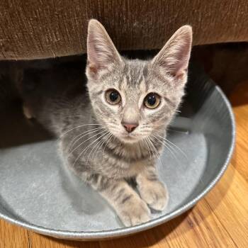 Rescue Tabby and Domestic Short Hair Cats for Adoption in East Brunswick, New Jersey - Hope | PetCurious
