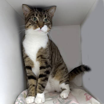 Rescue Domestic Short Hair Cats for Adoption in Voorhees Township, New Jersey - Oliver | PetCurious