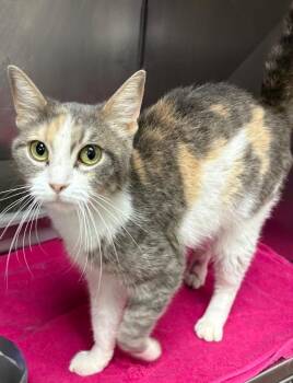 Pixie -  Domestic Short Hair Cat for Adoption in Little Rock, Arkansas - Pixie | PetCurious