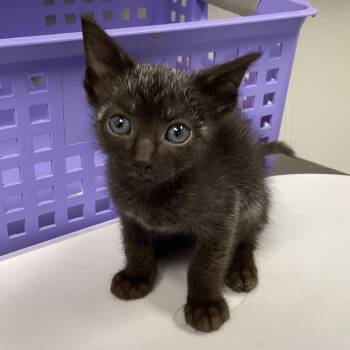 Chip -  Domestic Short Hair Cat for Adoption in Tampa, Florida - Chip | PetCurious