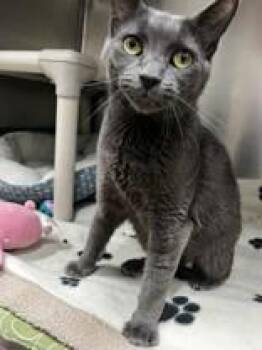 Willow -  Domestic Short Hair Cat for Adoption in Whitby, Ontario - Willow | PetCurious