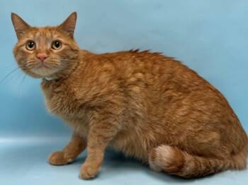 Rescue Domestic Short Hair Cats for Adoption in Minneapolis, Minnesota - Frankie | PetCurious