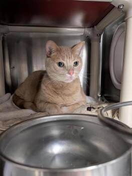 Justin -  Domestic Short Hair Cat for Adoption in Montreal, Quebec - Justin | PetCurious