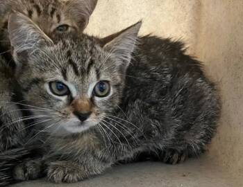 Pictionary -  Domestic Short Hair Cat for Adoption - Pictionary | PetCurious