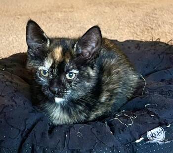 Domestic Short Hair Cats Available for Adoption in Andover, Connecticut - Blinky | PetCurious