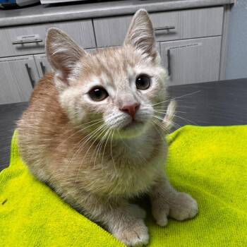 Thumbs -  Extra Toes Cat Hemingway Polydactyl Cat for Adoption in Riverside, California - Thumbs | PetCurious