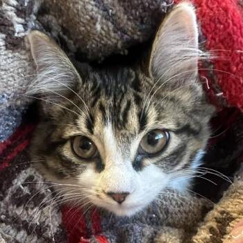 Domestic Short Hair Cats Available for Adoption - CWKH-Stray-4560 | PetCurious