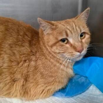 Domestic Short Hair Cats Available for Adoption - Astrid | PetCurious