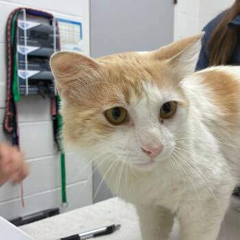 Domestic Medium Hair Cats Available for Adoption in Corpus Christi, Texas - Rob | PetCurious