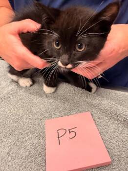 South -  Domestic Short Hair Cat for Adoption in Vancouver, Washington - South | PetCurious